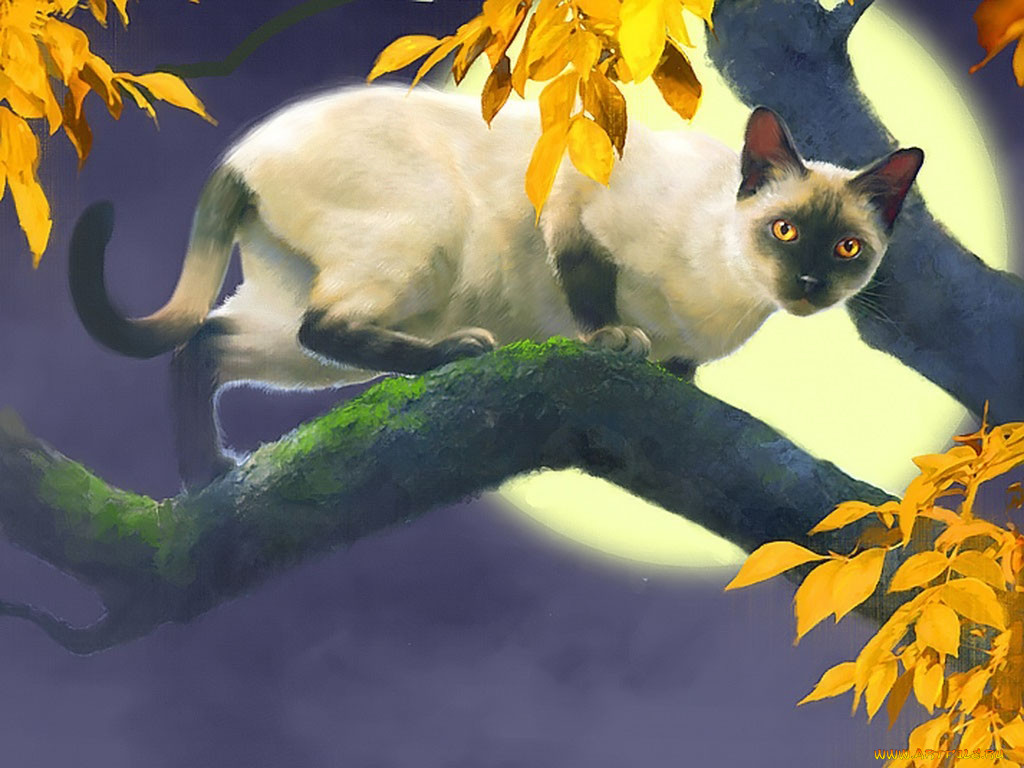 , , , robert, papp